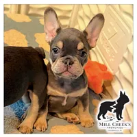 AKC Corine, a female French Bulldog for sale in Taylorsville, NC – Photo 5 of 9