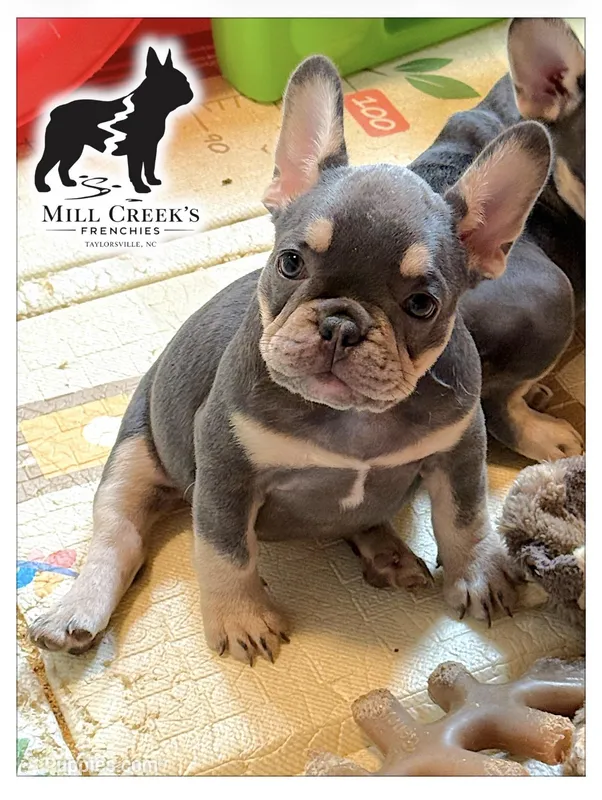 AKC Corine – French Bulldog puppy for sale in Taylorsville, NC