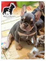 AKC Corine, a female French Bulldog for sale in Taylorsville, NC – Photo 3 of 9