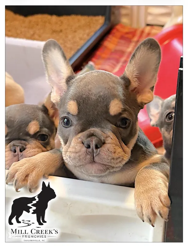 AKC Corine – French Bulldog puppy for sale in Taylorsville, NC