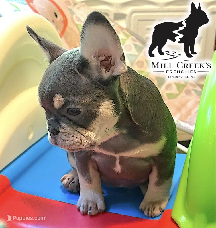 AKC Corine – French Bulldog puppy for sale in Taylorsville, NC