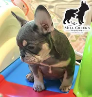 AKC Corine, a female French Bulldog for sale in Taylorsville, NC – Photo 2 of 9
