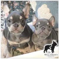 AKC Corine, a female French Bulldog for sale in Taylorsville, NC – Photo 7 of 9