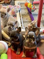 AKC Corine, a female French Bulldog for sale in Taylorsville, NC – Photo 4 of 5