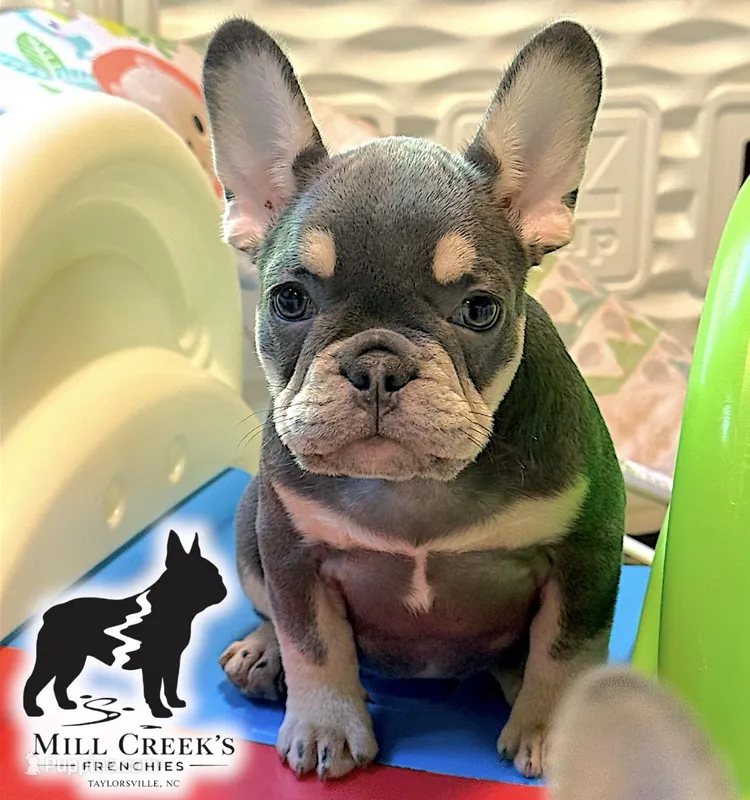 AKC Corine – French Bulldog puppy for sale in Taylorsville, NC
