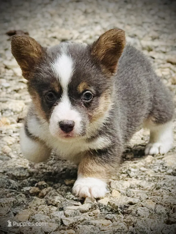AKC Delilah – Pembroke Welsh Corgi puppy for sale in Taylorsville, NC