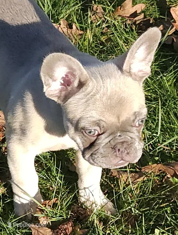 Ace, a male French Bulldog for sale in Graham, WA – Photo 1 of 7