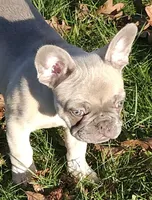Ace, a male French Bulldog for sale in Graham, WA – Photo 1 of 7
