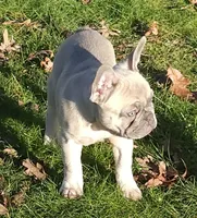 Ace, a male French Bulldog for sale in Graham, WA – Photo 2 of 7