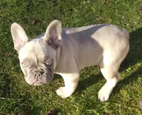 Ace, a male French Bulldog for sale in Graham, WA – Photo 7 of 7