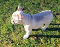 Ace, a male French Bulldog for sale in Graham, WA – Photo 4 of 7