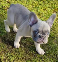 Ace, a male French Bulldog for sale in Graham, WA – Photo 6 of 7