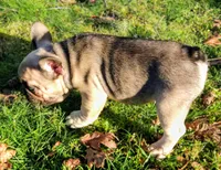 Bear, a male French Bulldog for sale in Graham, WA – Photo 3 of 7