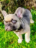Bear, a male French Bulldog for sale in Graham, WA – Photo 1 of 7