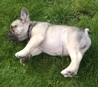 Bear, a male French Bulldog for sale in Graham, WA – Photo 4 of 7