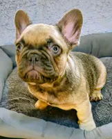 Bear, a male French Bulldog for sale in Graham, WA – Photo 2 of 7