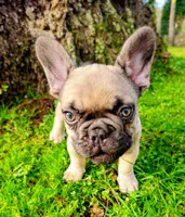 Bear, a male French Bulldog for sale in Graham, WA – Photo 5 of 7