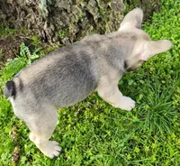 Bear, a male French Bulldog for sale in Graham, WA – Photo 6 of 7