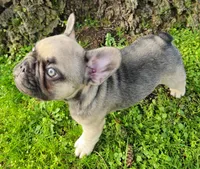 Bear, a male French Bulldog for sale in Graham, WA – Photo 7 of 7