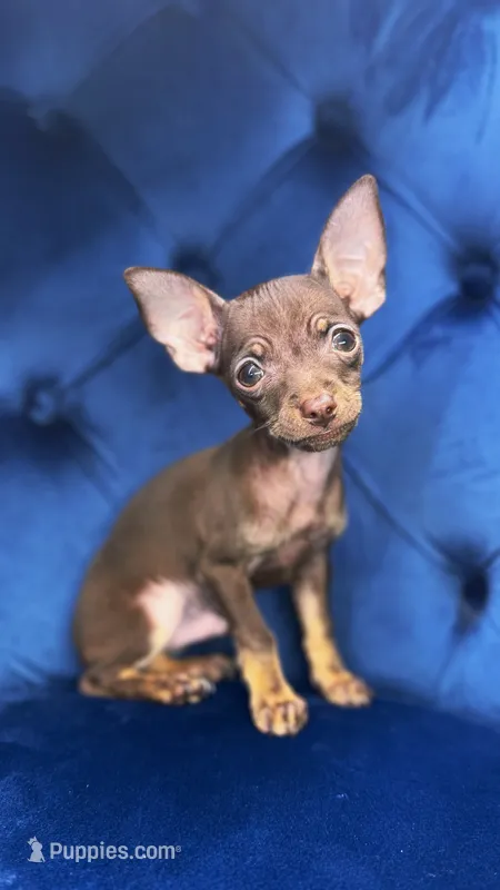 TACO – Chihuahua puppy for sale in Modesto, CA