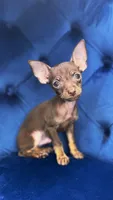 TACO, a male Chihuahua for sale in Modesto, CA – 1 of 2