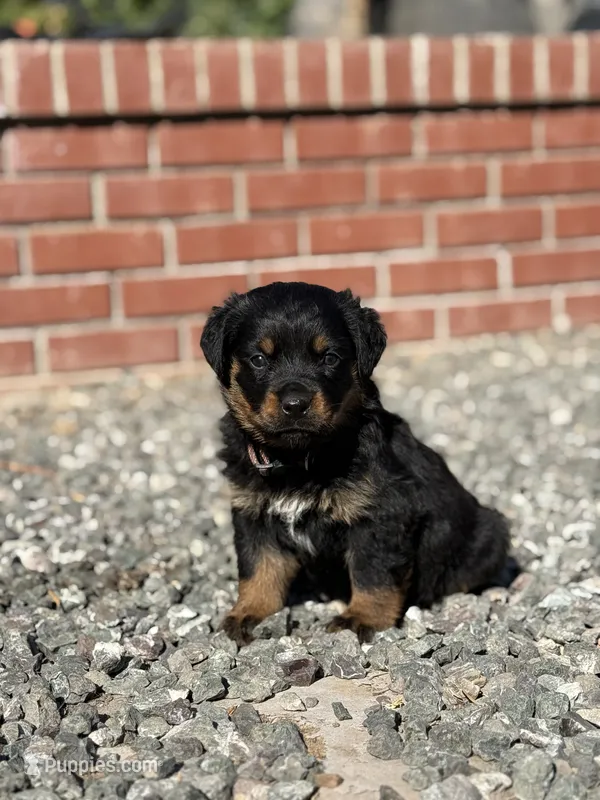 THOR – Rottweiler puppy for sale in Modesto, CA