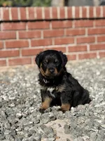 THOR, a male Rottweiler for sale in Modesto, CA – 1 of 1