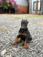 VLAD, a male Doberman Pinscher for sale in Modesto, CA – 2 of 2