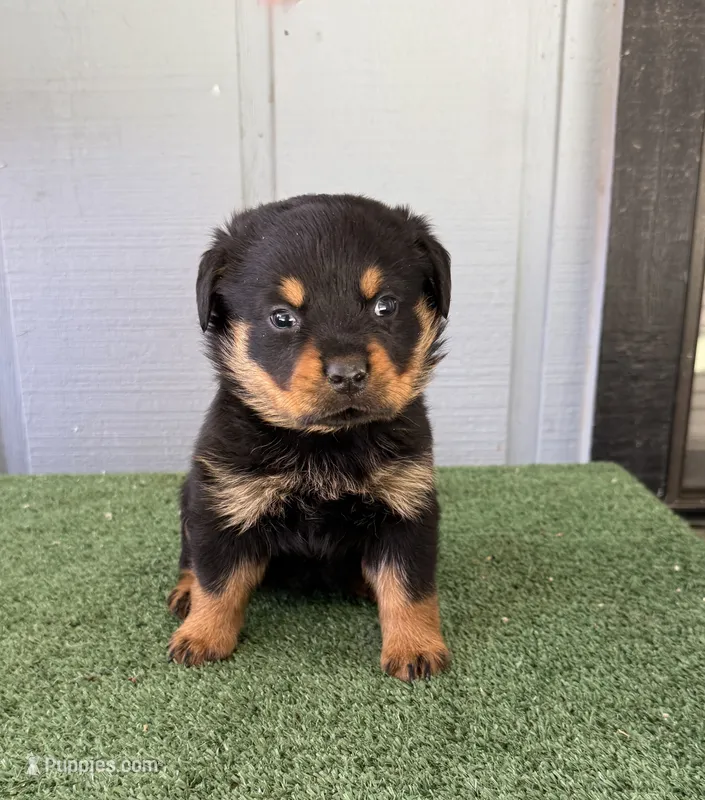 Athena – Rottweiler puppy for sale in Modesto, CA