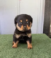 Athena, a female Rottweiler for sale in Modesto, CA – 1 of 1