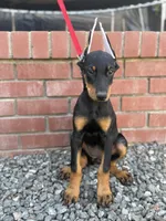 Kaleah , a female Doberman Pinscher for sale in Modesto, CA – 1 of 1