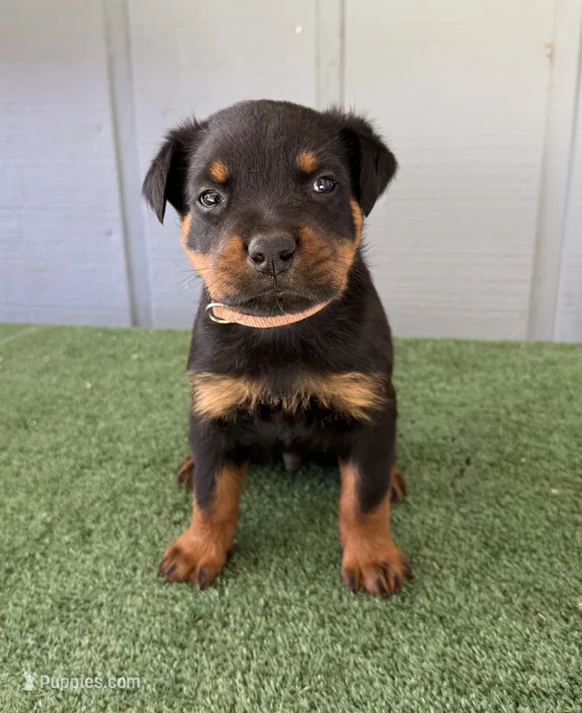 Zeus – Rottweiler puppy for sale in Modesto, CA