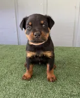 Zeus, a male Rottweiler for sale in Modesto, CA – 1 of 1