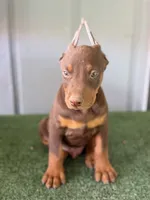 REX, a male Doberman Pinscher for sale in Modesto, CA – 2 of 3