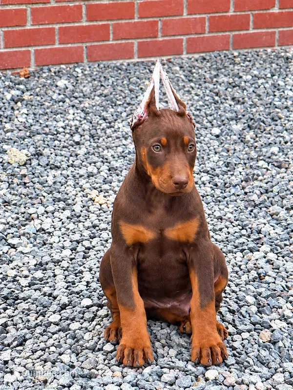 REX – Doberman Pinscher puppy for sale in Modesto, CA