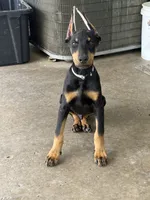 ANUBIS, a male Doberman Pinscher for sale in Modesto, CA – 2 of 2