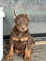 REX, a male Doberman Pinscher for sale in Modesto, CA – 3 of 3
