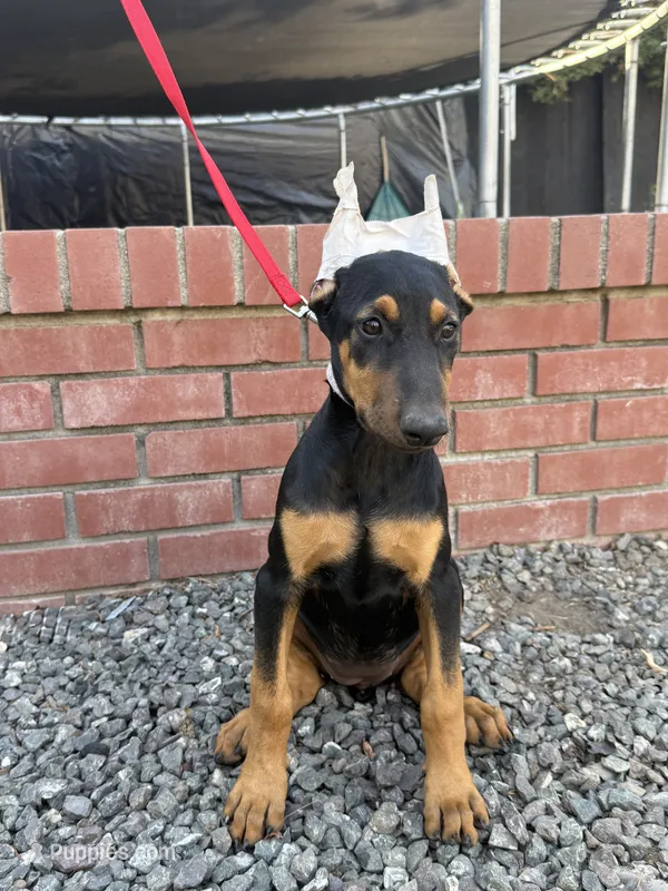 Chanel  – Doberman Pinscher puppy for sale in Modesto, CA