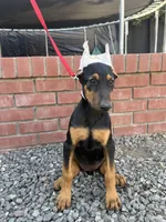 Chanel , a female Doberman Pinscher for sale in Modesto, CA – 1 of 1
