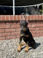 ANUBIS, a male Doberman Pinscher for sale in Modesto, CA – 1 of 2