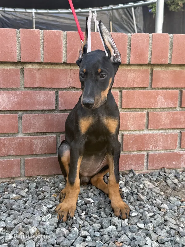 Kiara  – Doberman Pinscher puppy for sale in Modesto, CA