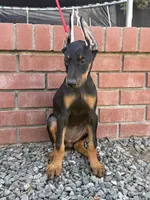 Kiara , a female Doberman Pinscher for sale in Modesto, CA – 1 of 1