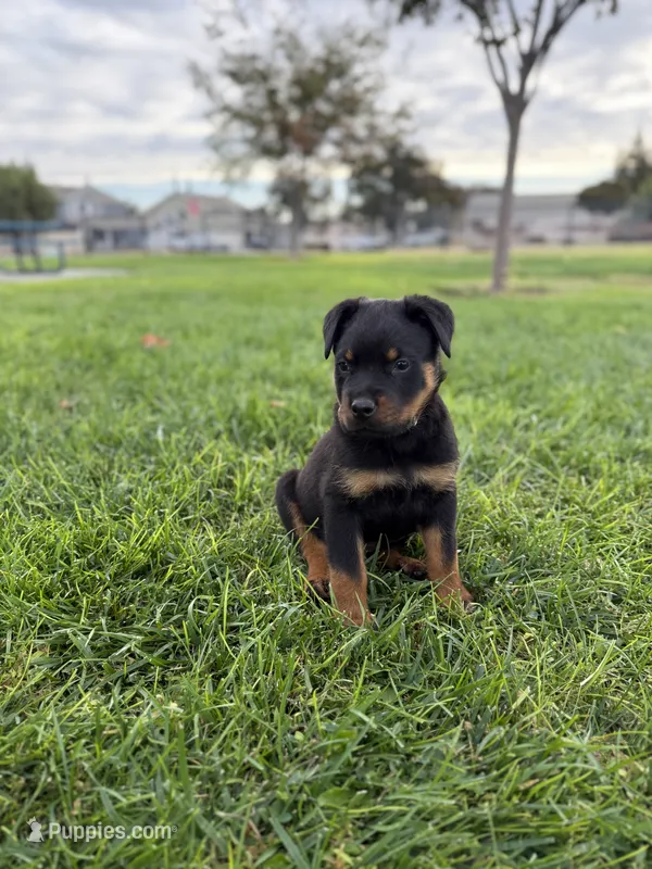 Zeus – Rottweiler puppy for sale in Modesto, CA