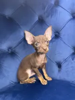 TACO, a male Chihuahua for sale in Modesto, CA – 2 of 2