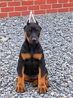 VLAD, a male Doberman Pinscher for sale in Modesto, CA – 1 of 2