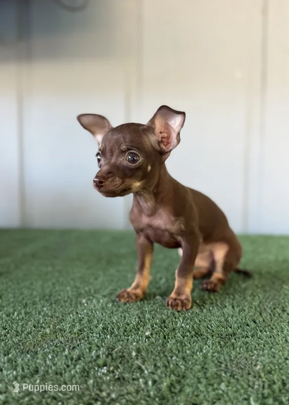 TACO – Chihuahua puppy for sale in Modesto, CA