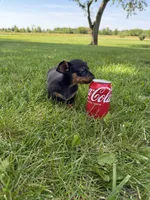 Lilly, a female Miniature Dachshund for sale in Farmland, IN – 3 of 8