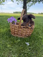 Pickles, a male Miniature Dachshund for sale in Farmland, IN – 6 of 8