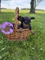 Lilly, a female Miniature Dachshund for sale in Farmland, IN – 4 of 8