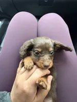 Pickles, a male Miniature Dachshund for sale in Farmland, IN – 5 of 8